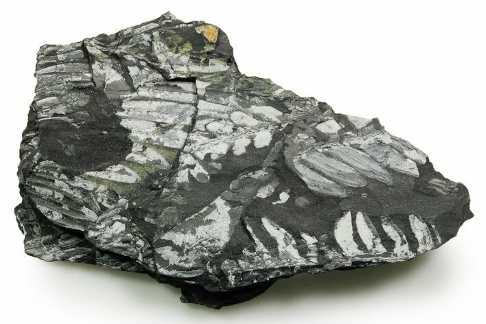 Fossil Seed Fern (Alethopteris) Plate - Pennsylvania #377485